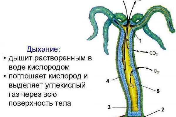 Кракен шоп нарк